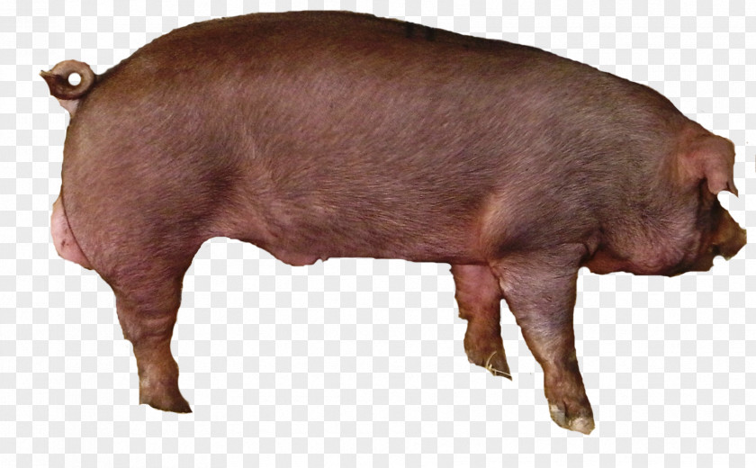 Pig Large White Livestock Pig's Ear Hogs And Pigs Pork PNG