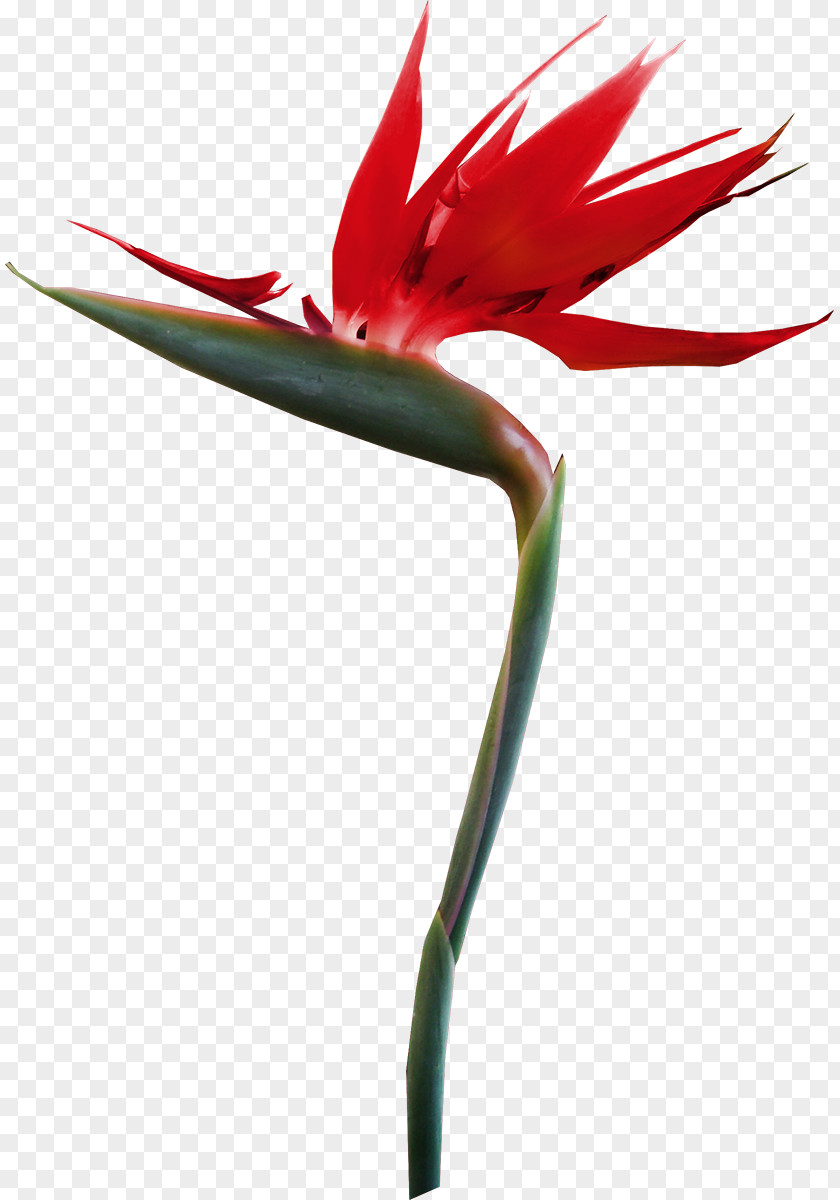 Flower Petal Tropics Clip Art PNG