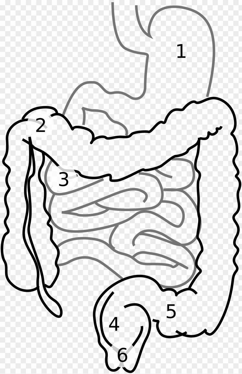 Large Intestine Small Gastrointestinal Tract Digestion Clip Art PNG