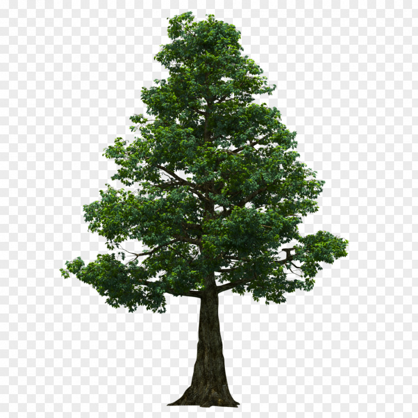 Oak Tree PNG