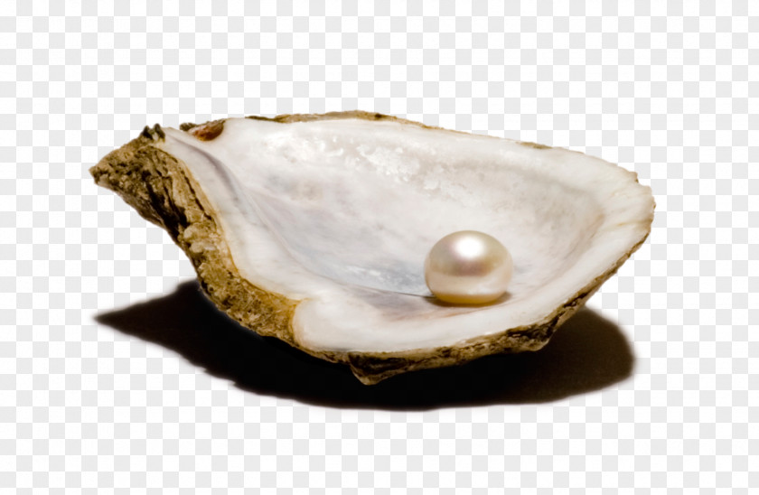 Pearls Oyster Clam Bivalvia Pearl Seashell PNG