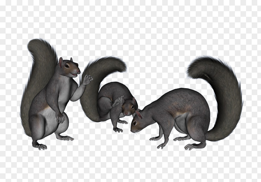 Squirrel Cartoon Carnivora Terrestrial Animal Tail PNG