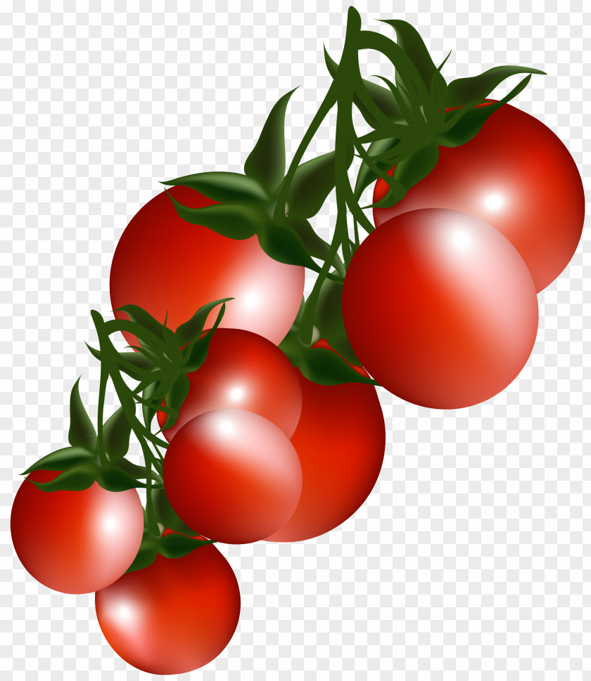 Tomatoes Branch Clipart Picture Vegetable Clip Art PNG