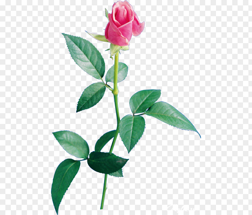 Attractive Rose Flower Desktop Wallpaper Clip Art PNG