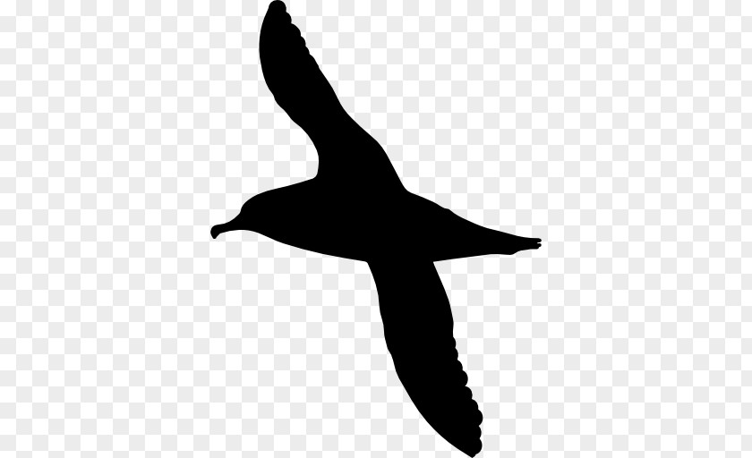 Bird Shy Albatross Chatham PNG