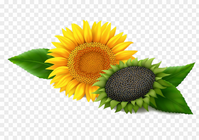 Daisy Family Asterales Sunflower PNG