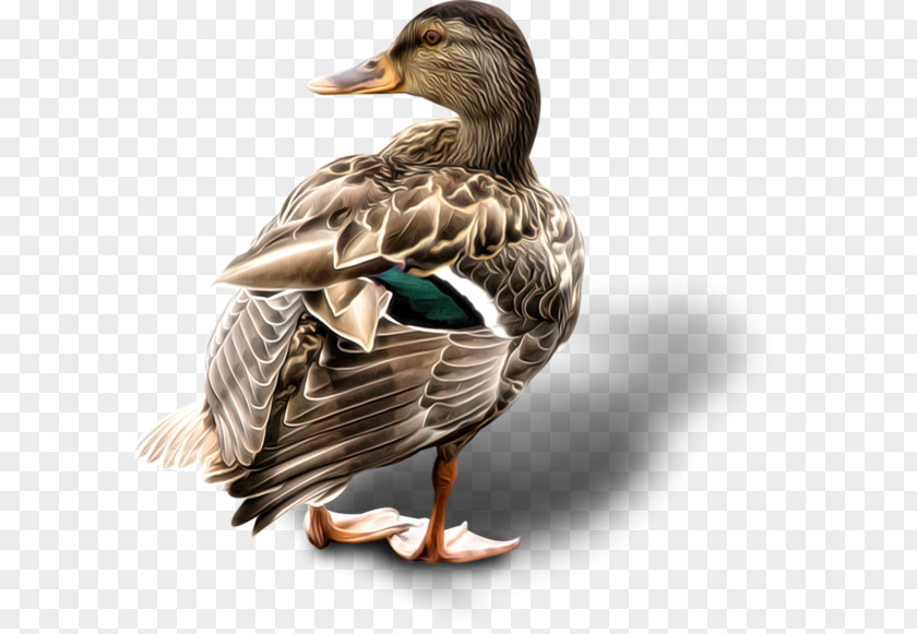 Goose Mallard Duck Bird PNG