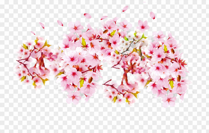 Pink Cherry Blossoms Blossom Petal Cerasus PNG