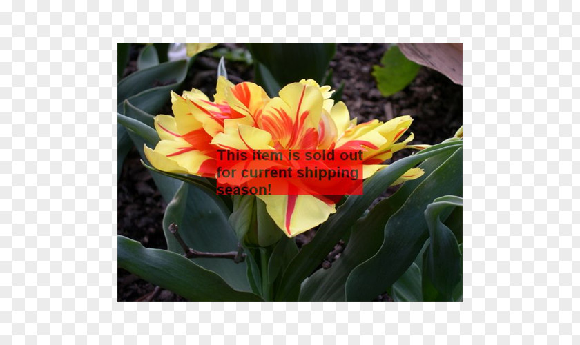 Tulip Canna Annual Plant Herbaceous Petal PNG