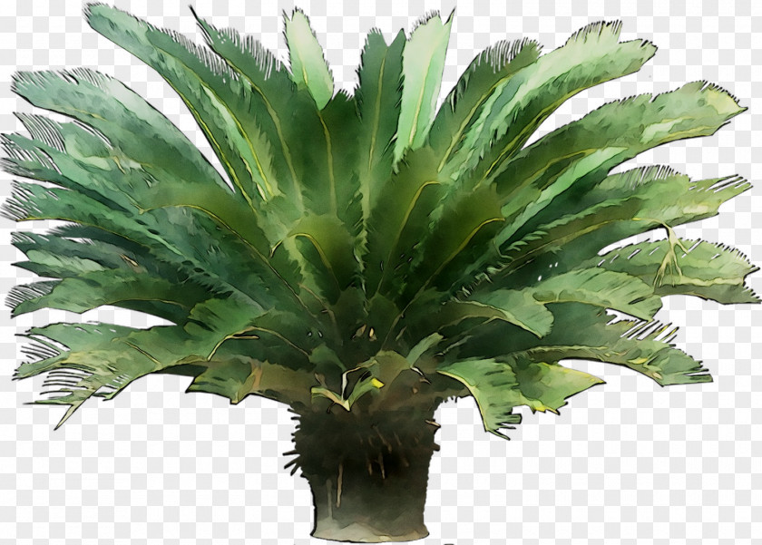 Palm Trees Leaf PNG