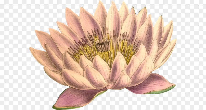 Pink Lotus Aquatic Plant PNG