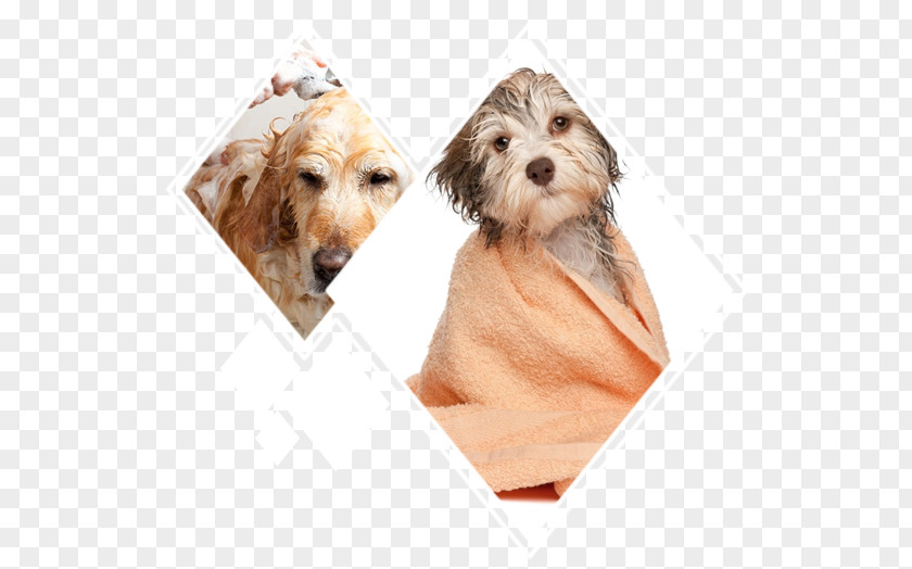 Puppy Havanese Dog Grooming Cat Chihuahua PNG