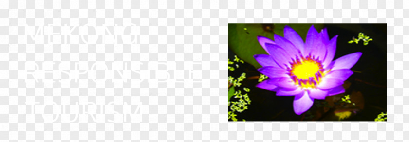 Thailand Festival Desktop Wallpaper Violet Picture Frames Computer PNG