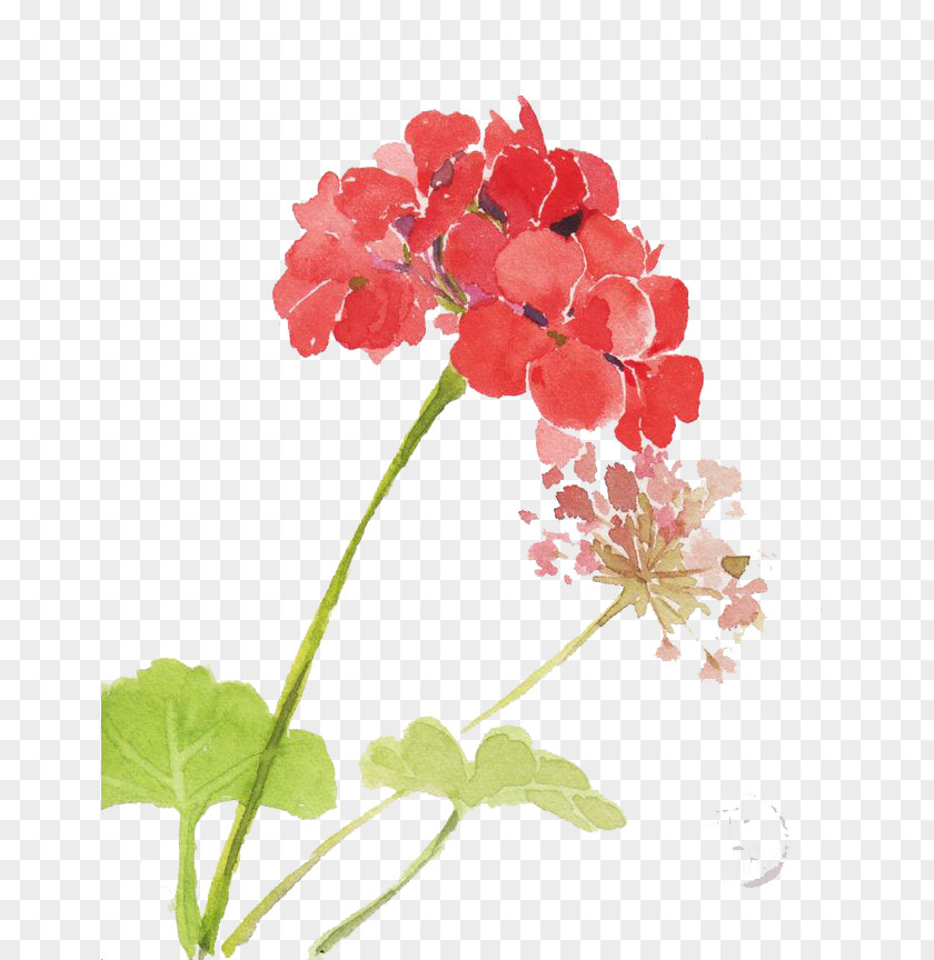 Watercolor Flowers Watercolor: Painting PNG