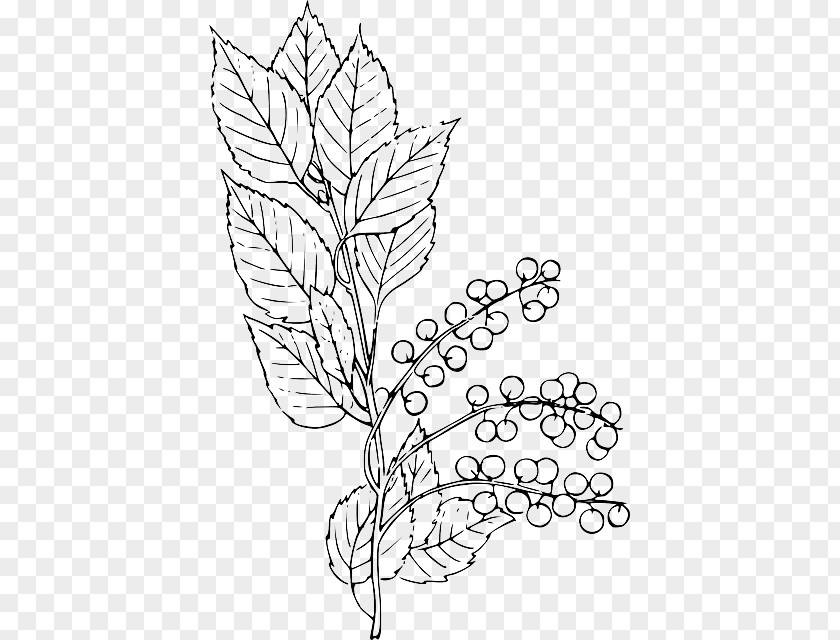 Berry Branch Die Clip Art Bitter-berry Vector Graphics Line Image PNG
