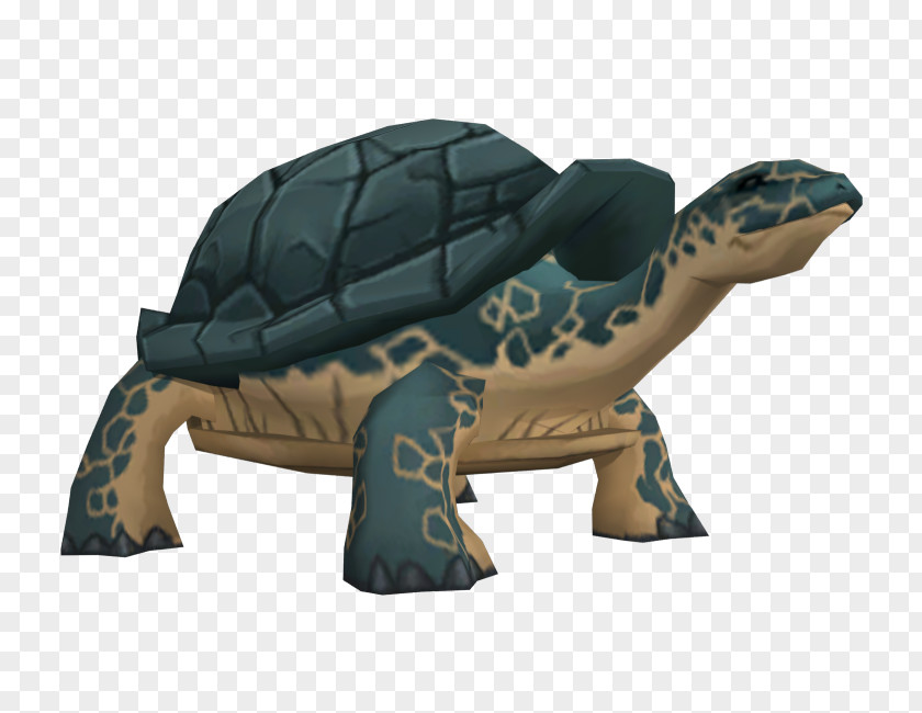 Cartoon Model Tortoise Sea Turtle Pond Turtles Terrestrial Animal PNG