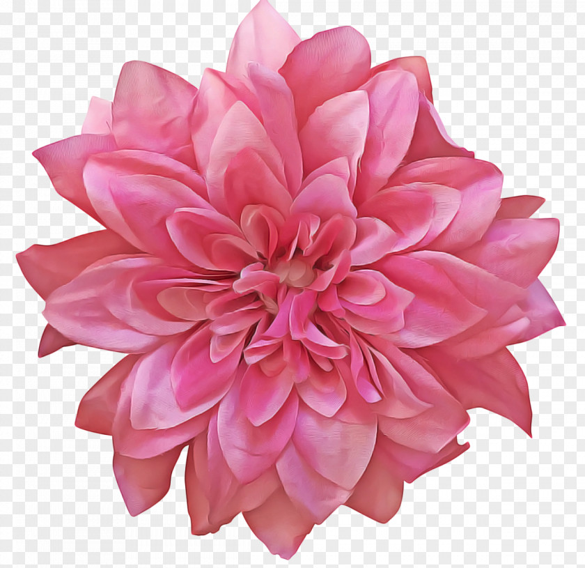 Daisy Family Peony Flowers Background PNG