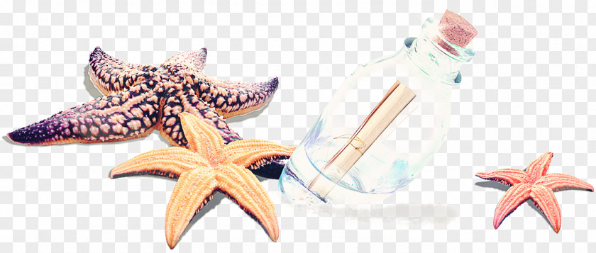 Hand-painted Starfish Creative Drawing PNG