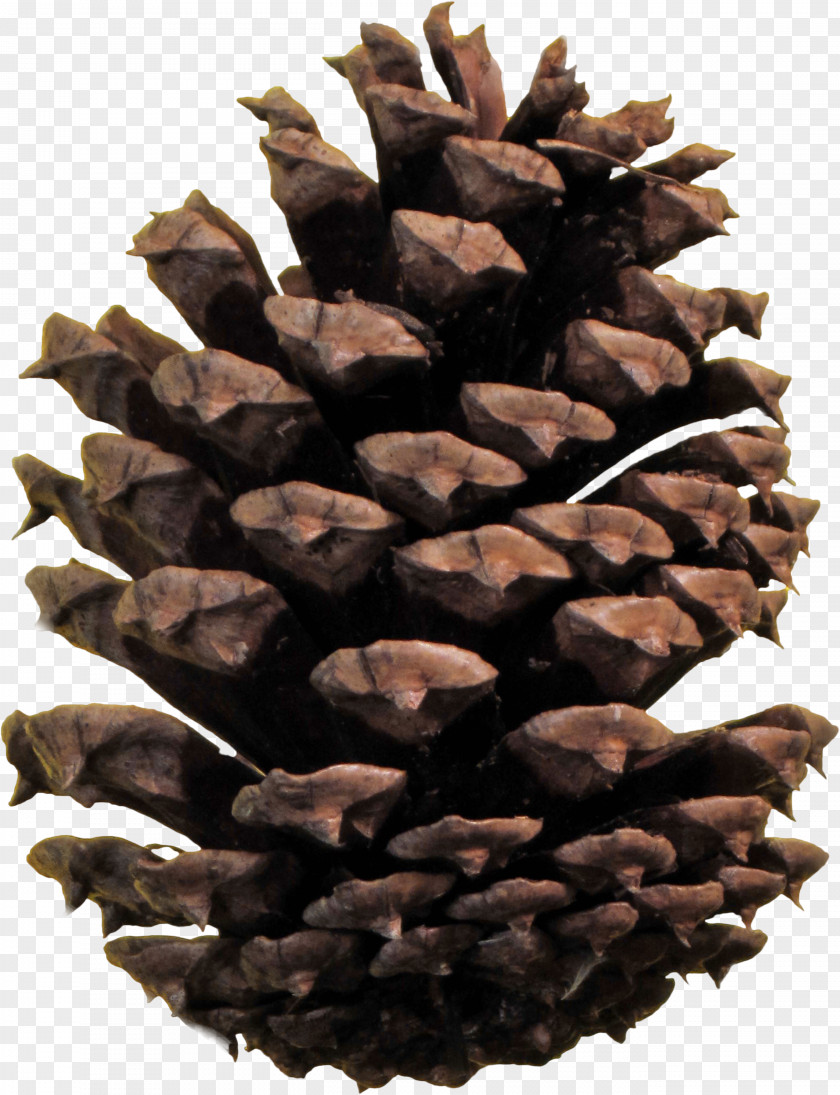 Pine Cone Conifer PNG