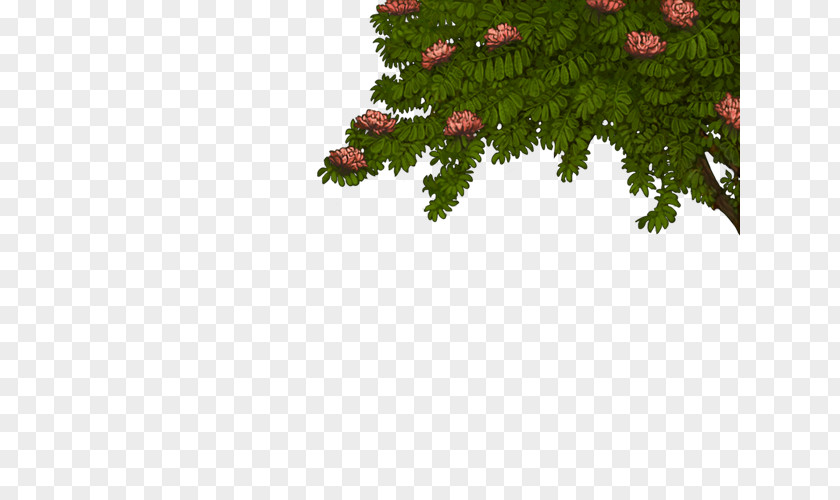 Tree Spruce Spathodea Liriodendron Tulipifera Fir PNG