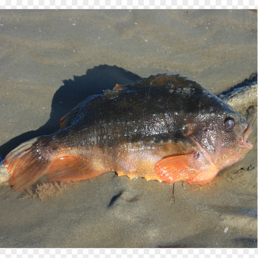 Fish Cyclopterus Lumpus Common Seasnail Seafood Salmon PNG