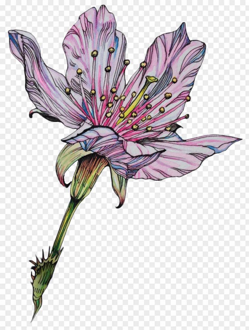 Hand Painted Flowers Flower Drawing Art Botanical Illustration PNG