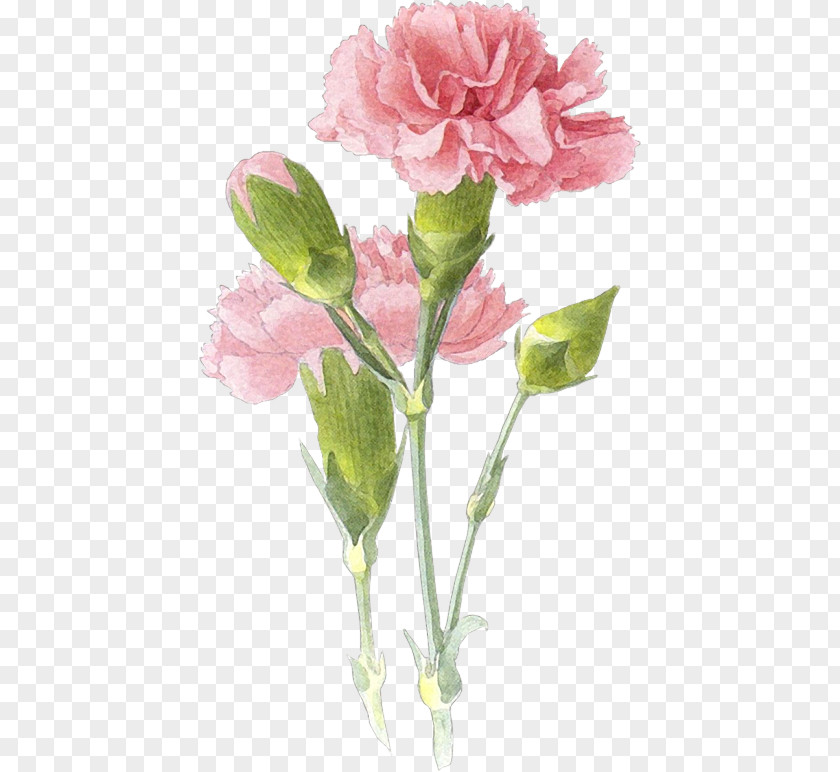 Painting Carnation Watercolor Drawing Art PNG