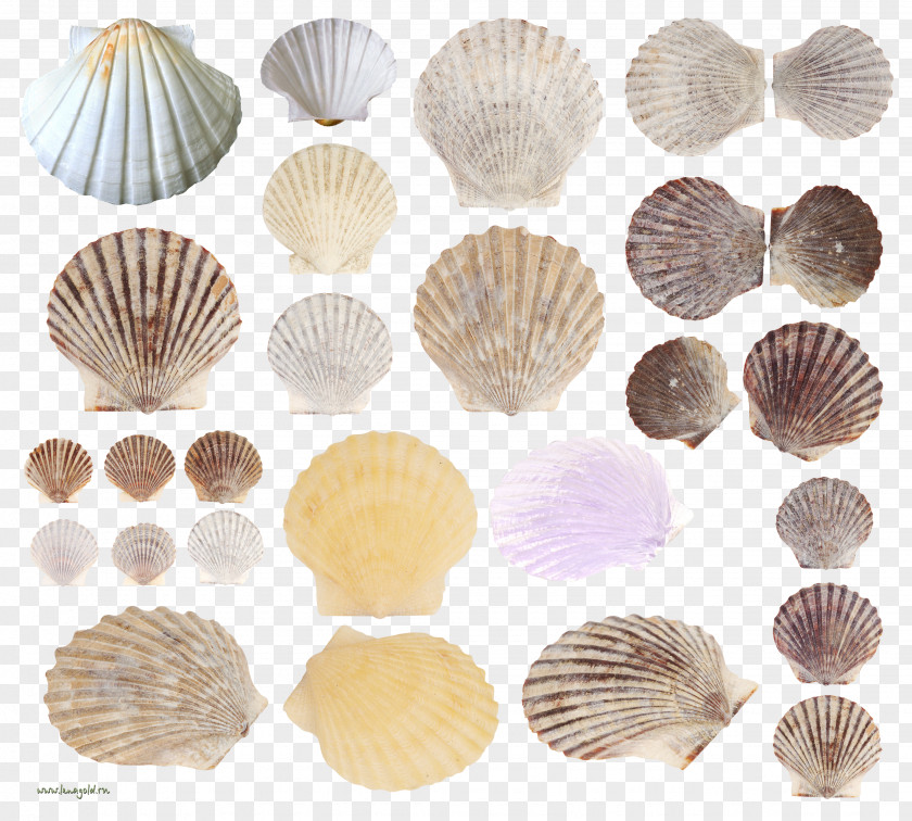 Seashell Cockle Clam Conchology PNG