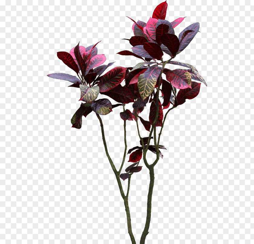 Bonsai Houseplant Cut Flowers Flora PNG