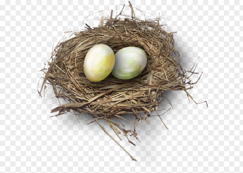 Egg Nest Bird Duck Edible Bird's PNG