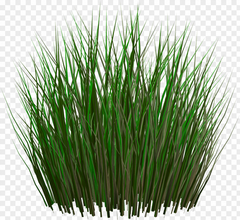 Grass PNG