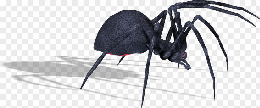 Spider Southern Black Widow Image Clip Art PNG