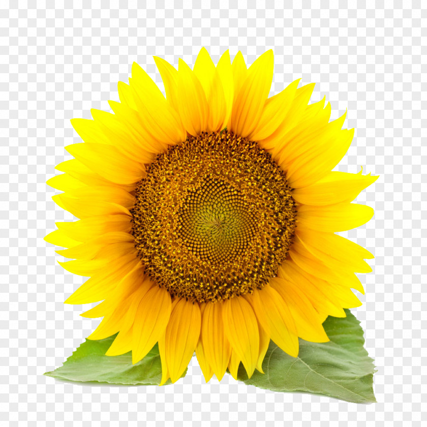 Sunflower Common Stock Photography Clip Art PNG