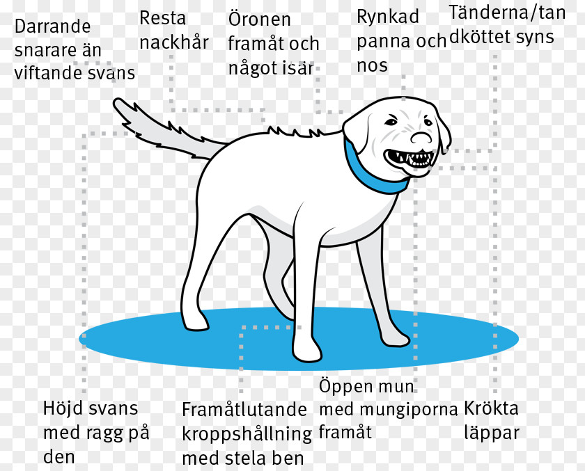 Body Language Dog Breed Puppy Retriever Aggression PNG