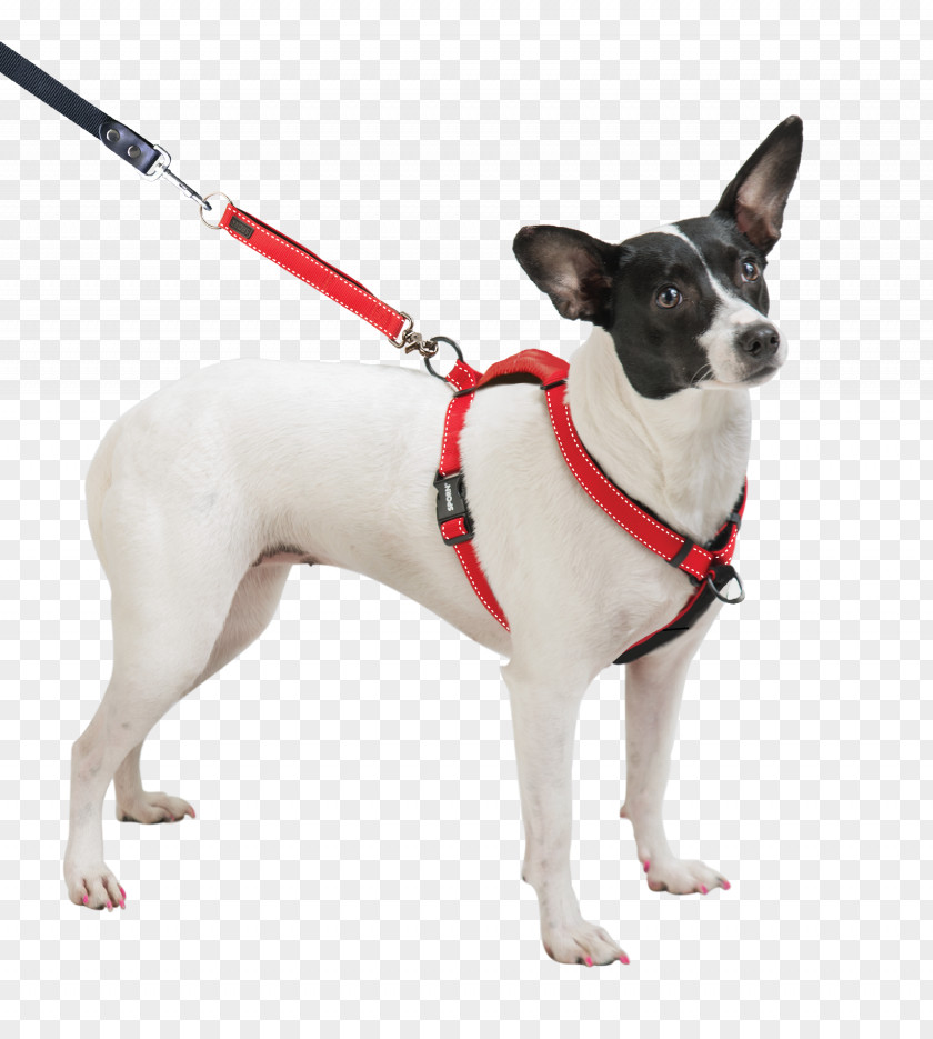 Dog Breed Toy Fox Terrier Miniature Harness Rat PNG