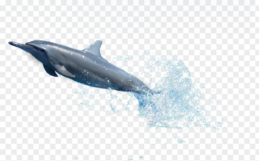 Dolphins Common Bottlenose Dolphin Spinner Striped Tucuxi PNG