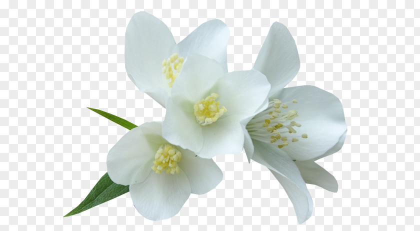 Flower White Color Clip Art PNG