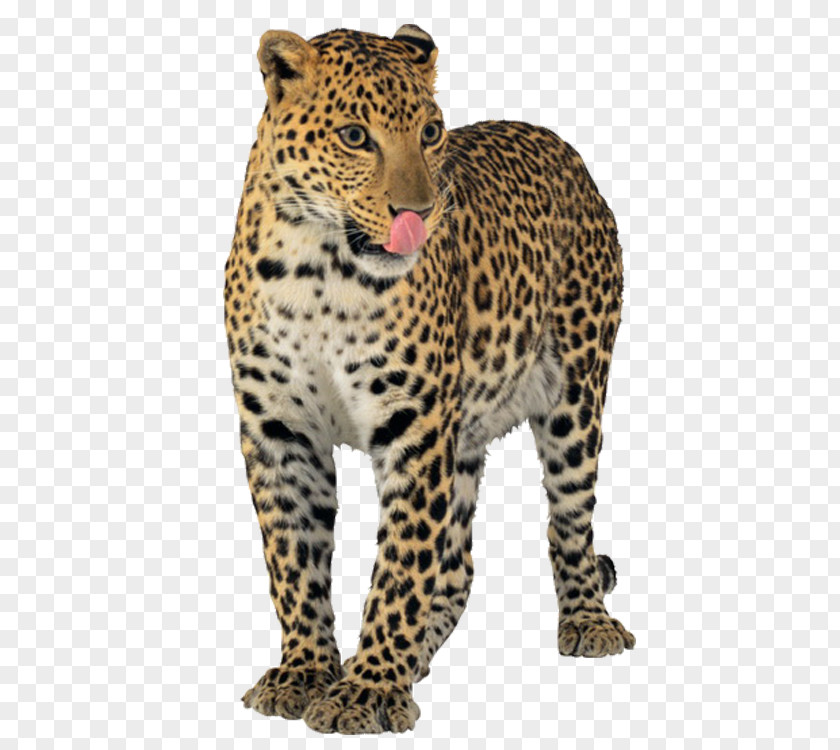 Leopard Jaguar Cheetah Tiger PNG