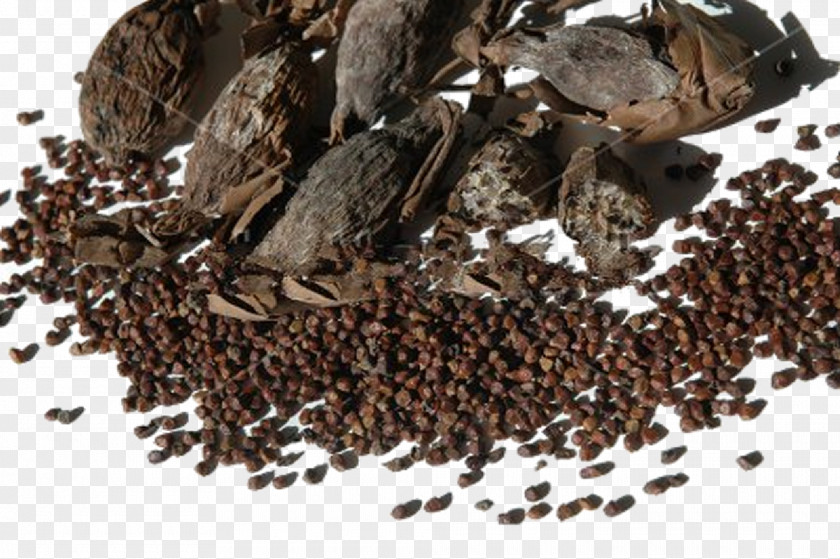 Sumac Aframomum Melegueta Spice Pepper Seed West Africa PNG
