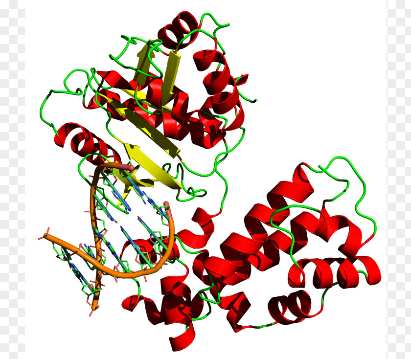 DNA Polymerase Replication Taq PNG