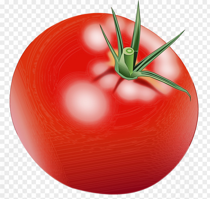 Nightshade Family Food Tomato PNG