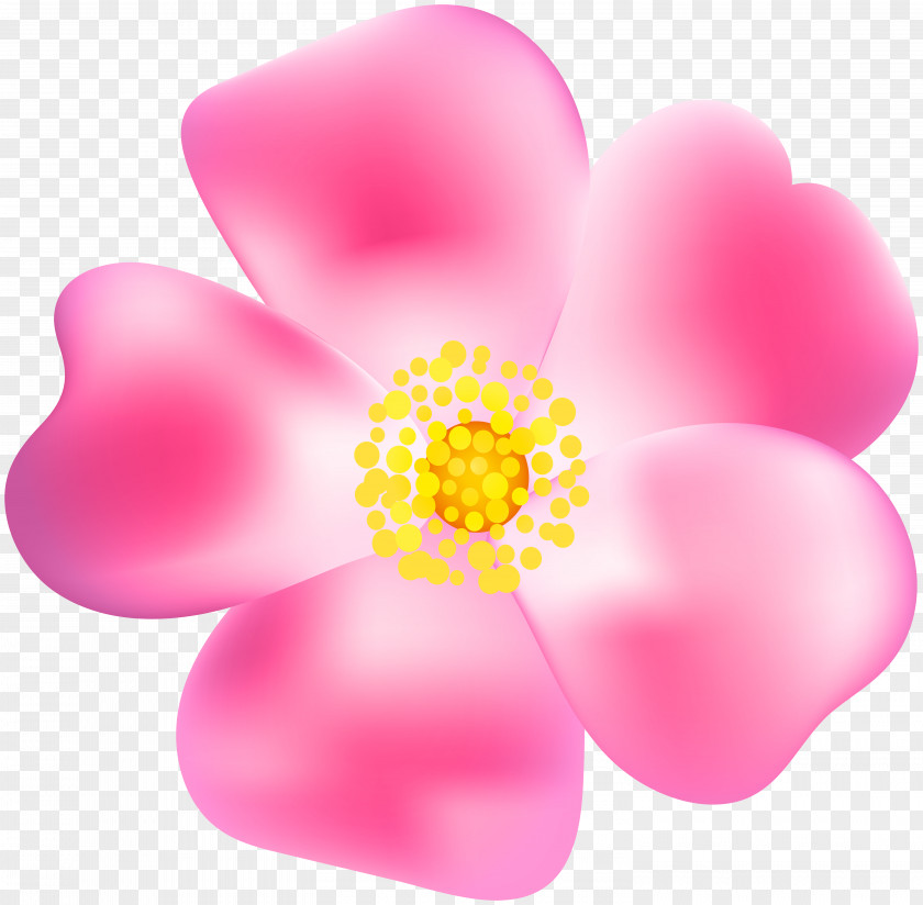 Pink Rose Blossom Transparent Clip Art Image PNG