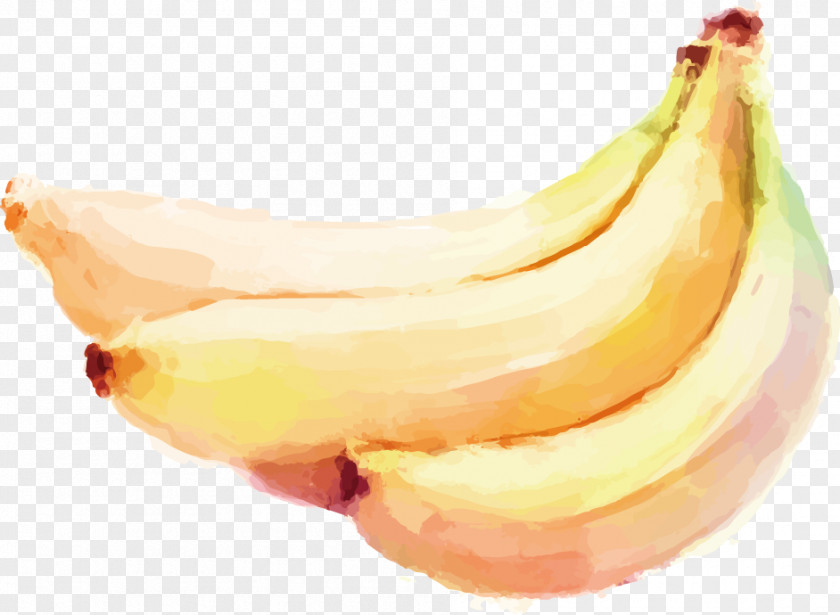 Banana Watercolor Painting Auglis Vegetable PNG