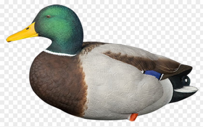 Duck Mallard Decoy Call PNG