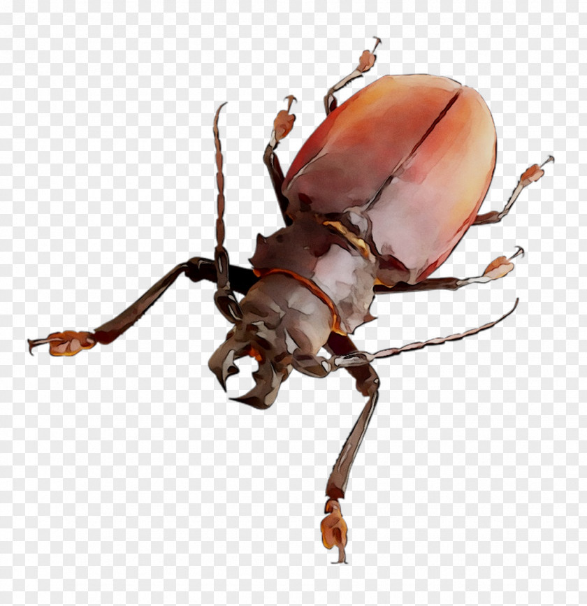 Japanese Rhinoceros Beetle Weevil Beetles Pest PNG
