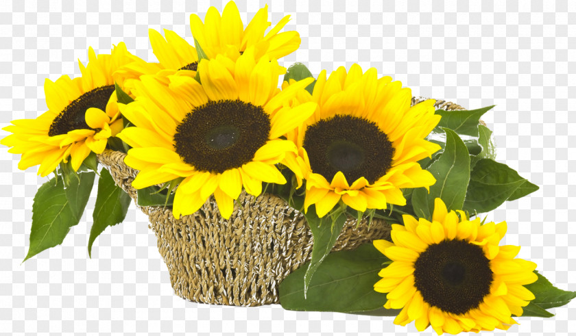 Sunflower Common Flower Bouquet Seed Cut Flowers PNG