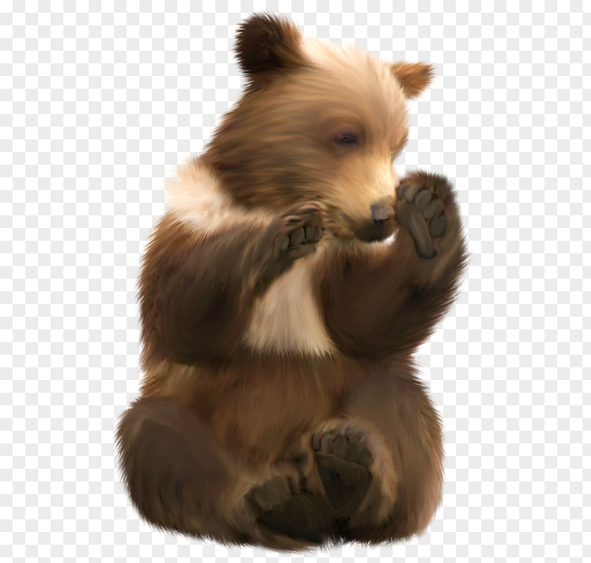 Bear Brown Polar Grizzly Giant Panda PNG