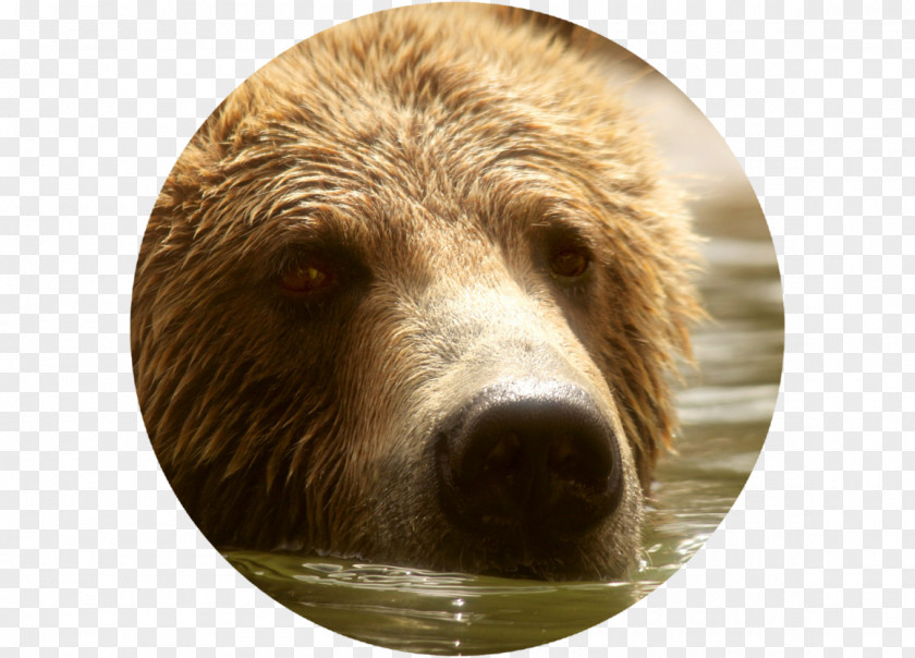 Bear Grizzly Brown Attack Memphis Grizzlies PNG