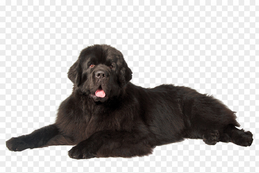 Dogs Newfoundland Dog Puppy Afghan Hound Great Dane Maltese PNG