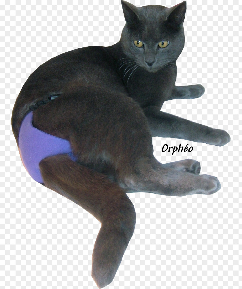 Pipi Korat Bombay Cat Russian Blue Chartreux Black PNG